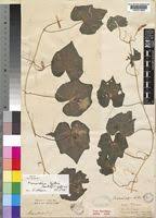 Image result for Momordica kirkii