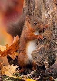 Different Types Of Squirrels Animal Facts Blog Animals Animals Beautiful Cute Squirrel