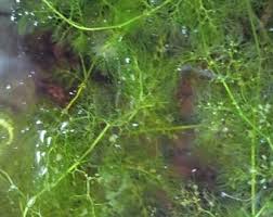 Image result for Utricularia appendiculata