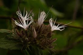 Image result for Virectaria major