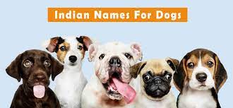 With a population of 1.35 billion people, the land that brings us bollywood and the taj mahal also comes with endless inspiration for doggy names!from indian cities to hindu temples, your dog has the pick of the litter when it comes to unique names inspired by indian culture. Indian Names For Dogs Funny Cute Hindi Tamil Telugu Marathi Punjabi