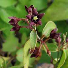 Image result for Periploca