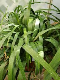 Image result for Neomarica northiana