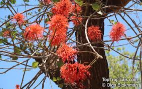 Image result for Erythrina abyssinica