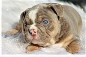 Born on 8th march with no issues. Blueeyesbulldogs Is A Breeder Of Akc English Bulldog Puppies And Wboc Tv