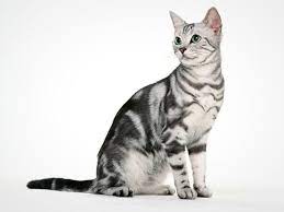 amerikanskaya korotkosherstnaya koshka v 2020 g amerikanskaya korotkosherstnaya polosatye koshki koshki voiny