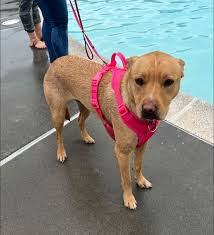 Thank you Stella for all the wonderful donations in honor of your birthday!  The staff and Critters appreciate your support.🎂🎈🐾