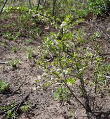 Image result for Ehretia obtusifolia