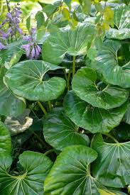 Image result for Farfugium japonicum