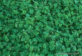 Image result for Aeschynomene pfundii