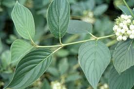 Image result for Sericorema sericea
