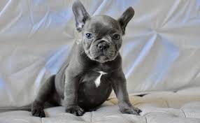French bulldogs have erect bat ears and a charming, playful disposition. French Bulldog Puppies For Sale Chanhassen Mn 304773