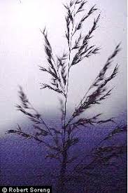 Image result for Arundinella