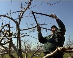 Tăierile reprezintă lucrări esențiale în plantațiile de pomi fructiferi tăierea la pomii fructiferi presupune scurtarea sau chiar îndepărtarea unor ramuri. Taierile De Toamna La Pomii Fructiferi De Ce Aspecte Trebuie Sa Tii Cont Misiunea Casa