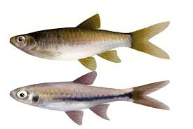 Maybe you would like to learn more about one of these? Berikut Ini Temuan Baru 8 Spesies Ikan Air Tawar Di Jambi Mongabay Co Id Mongabay Co Id