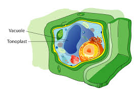 Check spelling or type a new query. 4 4a Vesicles And Vacuoles Biology Libretexts