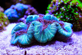 Open Brain Surgery Anyone Oops I Mean Open Brain Coral Brain Coral Sea Plants Ocean Dwellers
