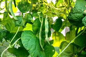 See full list on wikihow.com How To Grow Green Beans