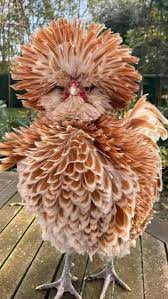 Buff laced polish are a beautiful variety of polish chickens. Buff Laced Polish Chickens 9gag