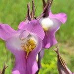 Image result for Eulophia cucullata