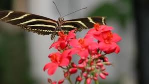 Check spelling or type a new query. Passionflower Is Host Plant For Distinctive Zebra Longwing
