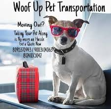 Let us know at info@airpets.in or call us on +919257123123 for the airpets, best pet relocation service in india, is widely regarded as one of india's most trusted pet shipping experts & with a reputation built on. Woof Up Pet Relocation Posts Facebook