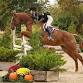 ROCKING L EQUINE WINTER CLASSIC HUNTER & JUMPER SHOW event image