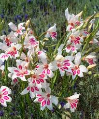 Image result for Gladiolus magnificus