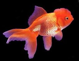 Japon Baligi Hakkinda Hersey Japon Baligi Resimleri Japon Baliklari Akvaryumportali Net Akvaryum Portali Ve Oranda Goldfish Goldfish Goldfish For Sale