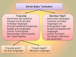 Gerak balas tumbuhan latihan tumbuhan bergerak balas terhadap rangsangan. 1 9 Gerak Balas Dalam Tumbuhan Ppt Download