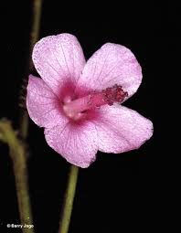 Image result for Urena lobata