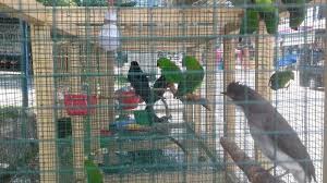 Oleh sebab itu, disamping sebagai burung klangenan dapat juga digunakan sebagai usaha budidaya atau bisnis. Harga Burung Di Pasar Mangkutana Rp 800 Ribu Ini Jenisnya Tribun Timur