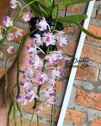 Aerides Odorata X Aerides Houlletiana