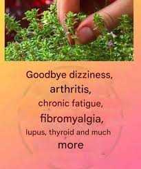 This is a true "tea of God," as it treats arthritis, lupus, dizziness,  thyroid problems, and chronic fatigue. Read the article in the comments ⬇️