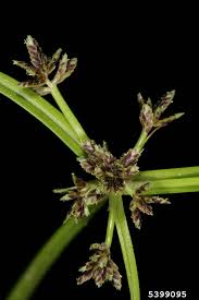 Image result for Cyperus platycaulis
