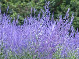 Check spelling or type a new query. Russian Sage Growing Perovskia In The Garden