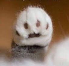 pin di マサに su cats kittens gatti