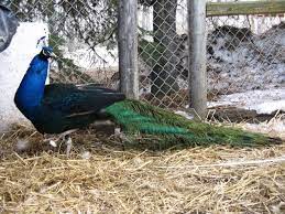 Black Shoulder Peafowl Hatching Eggs For Sale 3 Eggs One Price Eggs Peafowl Eggs Eggs For Sale Hatching Eggs For Sale Hatching Eggs