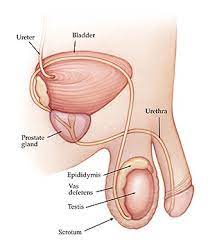 Swelling can feel like an irregular thickening on your testicle. Epididymitis Symptoms Causes Treatments