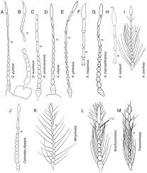 Image result for Meiosperma debile