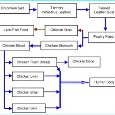 Farming Of Chickens Using Chromium Contaminated Poultry Feed