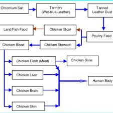 farming of chickens using chromium contaminated poultry feed