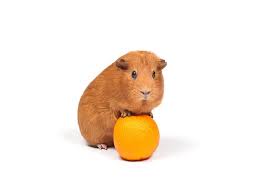 Orange tabby cats have a historical reference. Can Guinea Pigs Eat Oranges Vet Explains Pets