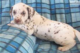 Liver Spotted Female Dalmatian Puppies For Sale Dalmatian Puppy Dog Meet