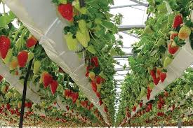 How much water is needed to grow strawberries? Learn How To Grow Strawberries With Seeds The Right Way