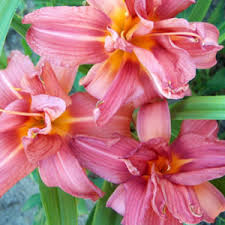 All daylily photos were taken by cynthia gibson and may not be reproduced or. Complete Guide To Growing Daylilies How To Grow Daylilies