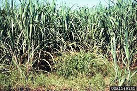 Image result for Rottboellia