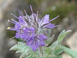 Image result for Indigofera lyallii