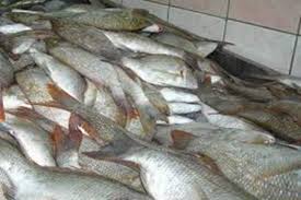 Dari begitu banyak jenis ikan kakap di indonesia ada tiga suku yang cukup di kenal oleh masyarakat, yakni suku lutjanidae, labotidae, dan centropomidae. Ketersediaan Benih Kakap Putih Dijamin Aman Agribisnis Indonesia
