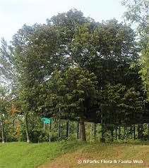 Image result for Xylopia lukei